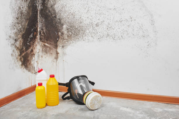 Best Toxic Mold Removal  in Rockwood, TN