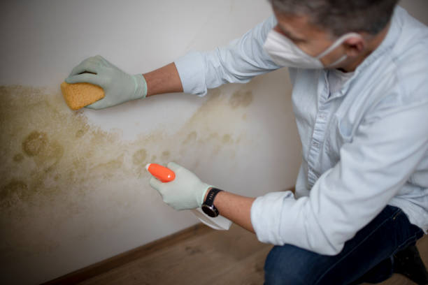 Best Local Mold Removal Service  in Rockwood, TN