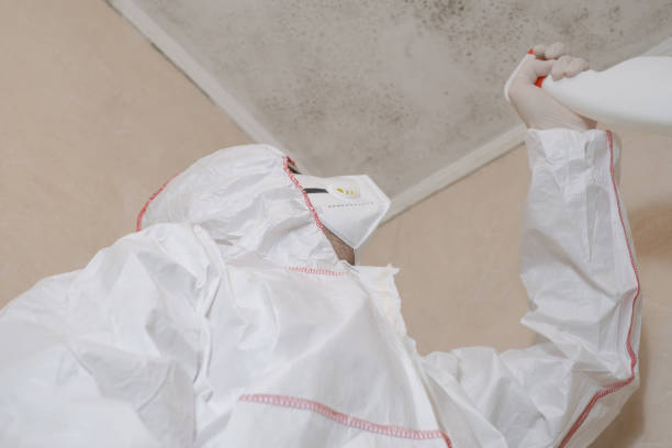Best Mold Removal and Inspection  in Rockwood, TN